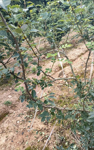 花椒树病菌防治,识别常见病害,掌握有效方法 花椒树病菌防治,识别常见病害,掌握有效方法