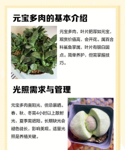 多肉元宝花怎么养,掌握关键技巧,轻松养出饱满状态 多肉元宝花怎么养,掌握关键技巧,轻松养出饱满状态