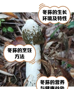 冬荪栽培,掌握关键步骤,轻松收获美味 冬荪栽培,掌握关键步骤,轻松收获美味