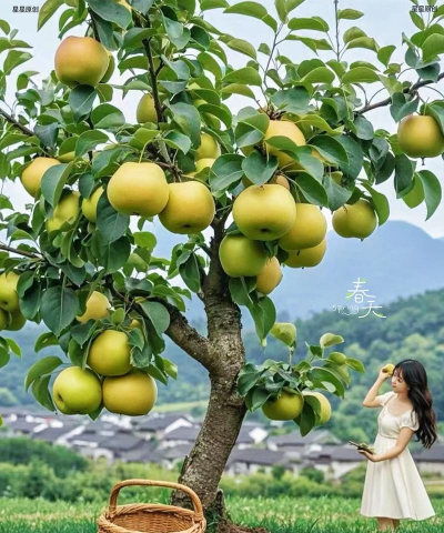 秋月梨栽培技术,选对品种,掌握关键步骤 秋月梨栽培技术,选对品种,掌握关键步骤
