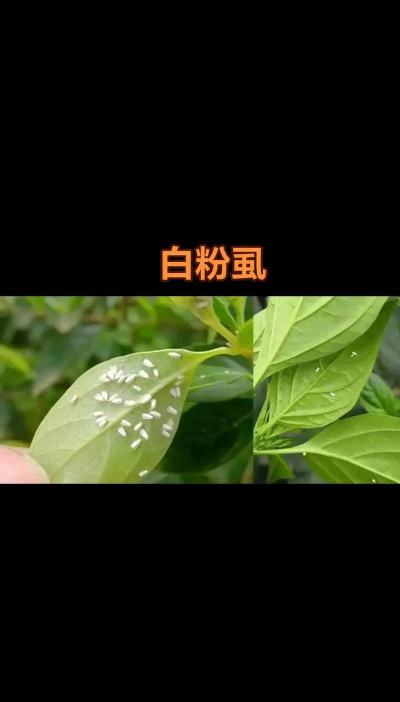 椒树春季防治,常见虫害识别,有效管理方法 椒树春季防治,常见虫害识别,有效管理方法