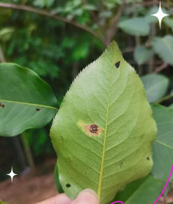 树锈病如何防治,识别早期症状,采取有效方法 树锈病如何防治,识别早期症状,采取有效方法