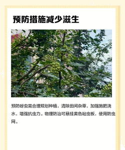 防治花椒树蚜虫,识别虫害特征,掌握有效方法 防治花椒树蚜虫,识别虫害特征,掌握有效方法