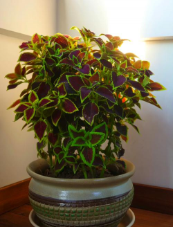 彩叶草花怎么养,掌握关键技巧,轻松养出好状态 彩叶草花怎么养,掌握关键技巧,轻松养出好状态