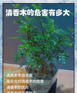 清香树病虫防治,常见问题识别,有效应对方法 清香树病虫防治,常见问题识别,有效应对方法