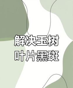 玉树树发霉防治,常见原因分析,有效处理方法 玉树树发霉防治,常见原因分析,有效处理方法