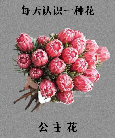 南非公主花怎么养开,掌握关键技巧,轻松绽放美丽 南非公主花怎么养开,掌握关键技巧,轻松绽放美丽