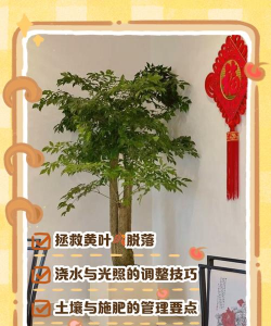 富贵树病虫防治,常见问题解析,实用应对方法 富贵树病虫防治,常见问题解析,实用应对方法