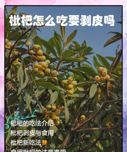 枇杷树脱皮防治,找准原因,对症下药 枇杷树脱皮防治,找准原因,对症下药