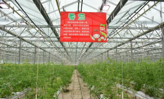 蔬菜无土栽培加盟,了解核心优势,掌握选择要点 蔬菜无土栽培加盟,了解核心优势,掌握选择要点