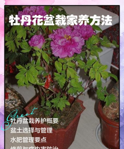 盆栽牡丹花怎么养,掌握关键技巧,轻松养出好状态 盆栽牡丹花怎么养,掌握关键技巧,轻松养出好状态