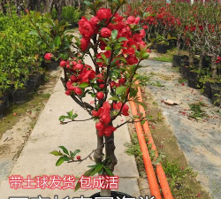 彩玉海棠花怎么养,掌握关键技巧,花开更持久 彩玉海棠花怎么养,掌握关键技巧,花开更持久