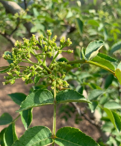 花椒树怎么防治,常见虫害问题,实用解决技巧 花椒树怎么防治,常见虫害问题,实用解决技巧