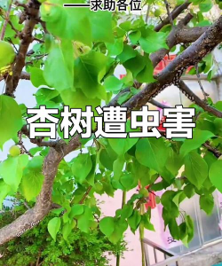 杏树树虱子防治,识别虫害特征,掌握有效方法 杏树树虱子防治,识别虫害特征,掌握有效方法