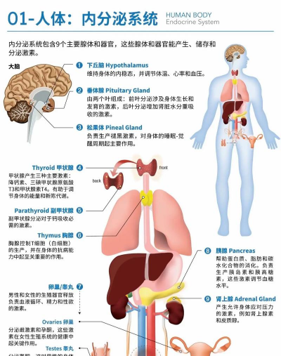 人体栽培,技术原理,伦理边界 人体栽培,技术原理,伦理边界
