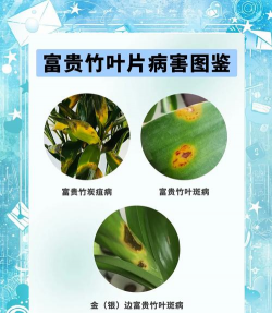 竹树病虫防治,常见问题解析,实用应对方法 竹树病虫防治,常见问题解析,实用应对方法