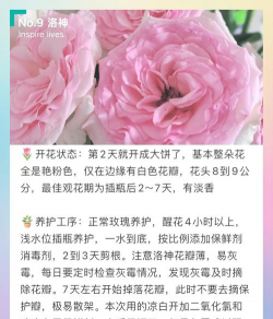 洛神玫瑰花怎么养冬天,防冻技巧,养护要点 洛神玫瑰花怎么养冬天,防冻技巧,养护要点