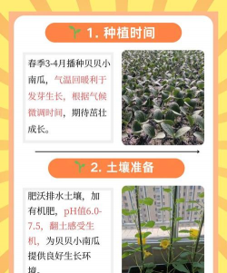 贝贝南瓜栽培技术,选对品种,掌握关键步骤 贝贝南瓜栽培技术,选对品种,掌握关键步骤