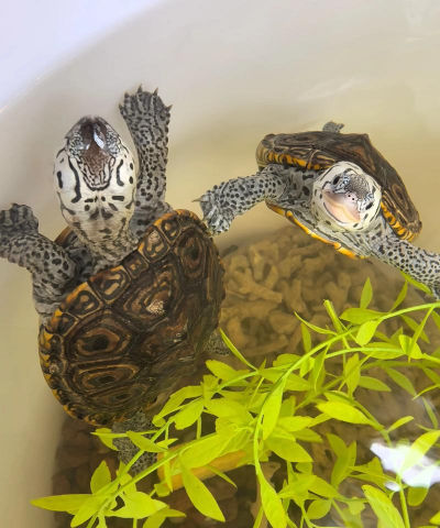 大花钻纹龟怎么养,新手入门指南,饲养要点解析 大花钻纹龟怎么养,新手入门指南,饲养要点解析