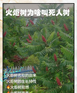 火炬树病害防治,识别常见问题,掌握有效方法 火炬树病害防治,识别常见问题,掌握有效方法