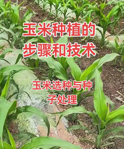玉米高产栽培,掌握关键技巧,提升亩产效益 玉米高产栽培,掌握关键技巧,提升亩产效益