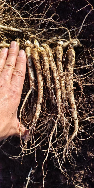 西洋参栽培技术,掌握关键要点,实现高效种植 西洋参栽培技术,掌握关键要点,实现高效种植