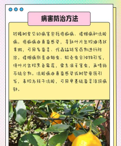 树病虫防治方法,识别常见虫害,掌握有效技巧 树病虫防治方法,识别常见虫害,掌握有效技巧