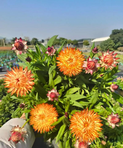 大花麦秆菊怎么养,掌握关键技巧,轻松爆盆开花 大花麦秆菊怎么养,掌握关键技巧,轻松爆盆开花