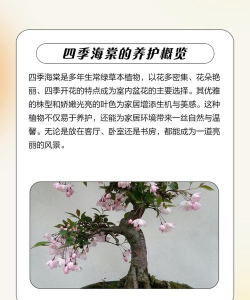 海棠花怎么养不烂,掌握关键技巧,轻松养护不烂根 海棠花怎么养不烂,掌握关键技巧,轻松养护不烂根