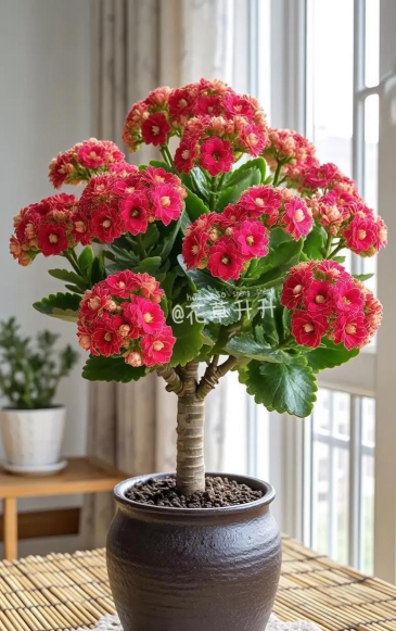 长寿花怎么养棒棒糖,造型技巧分享,新手也能学会 长寿花怎么养棒棒糖,造型技巧分享,新手也能学会