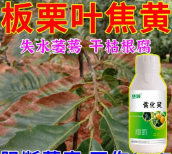 板栗树药物防治,常见病害识别,用药时机把握 板栗树药物防治,常见病害识别,用药时机把握