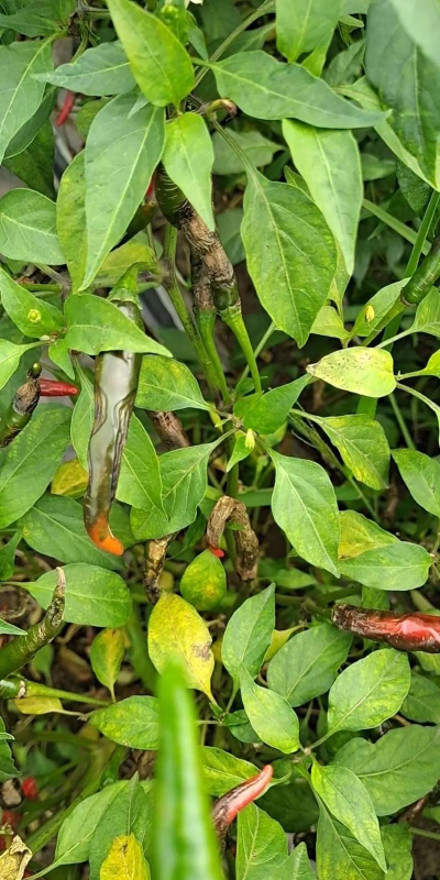 树辣子的防治,识别常见虫害,掌握有效方法 树辣子的防治,识别常见虫害,掌握有效方法