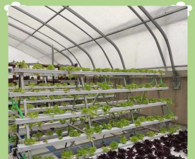 无土栽培网,种植新选择,技术全解析 无土栽培网,种植新选择,技术全解析