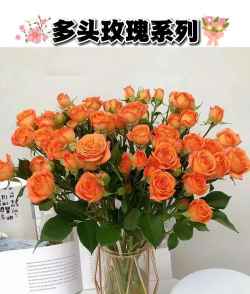 多头泡泡醒花后怎么养,延长花期技巧,日常养护要点 多头泡泡醒花后怎么养,延长花期技巧,日常养护要点