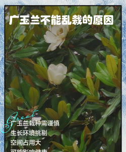 玉兰树怎样防治,常见问题解析,实用方法分享 玉兰树怎样防治,常见问题解析,实用方法分享