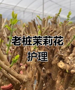 茉莉花老根怎么养,掌握关键技巧,轻松焕发新生 茉莉花老根怎么养,掌握关键技巧,轻松焕发新生