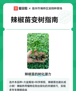 防治椒树老化,延长结果年限,提升种植效益 防治椒树老化,延长结果年限,提升种植效益