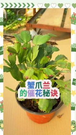 蟹爪兰的栽培方法,轻松上手,花开满盆 蟹爪兰的栽培方法,轻松上手,花开满盆