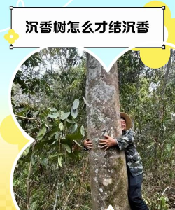 沉香树怎样防治,常见病害识别,有效管理方法 沉香树怎样防治,常见病害识别,有效管理方法