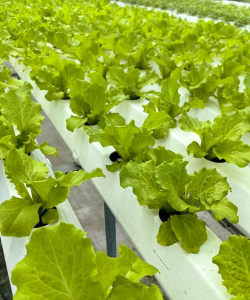 无土栽培是什么意思,常见种植方式,适合哪些植物 无土栽培是什么意思,常见种植方式,适合哪些植物