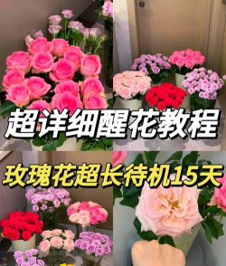 玫瑰花摘了怎么养,延长花期,保持鲜艳 玫瑰花摘了怎么养,延长花期,保持鲜艳