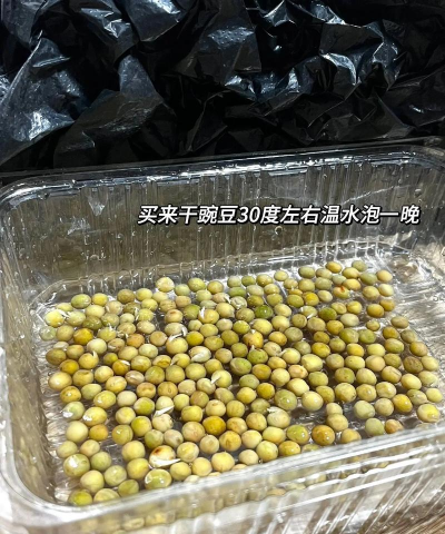 豌豆的栽培,掌握关键步骤,轻松收获美味 豌豆的栽培,掌握关键步骤,轻松收获美味