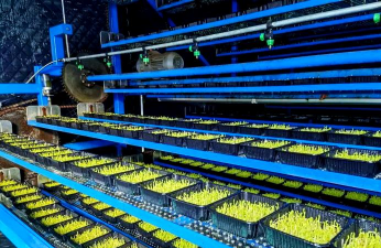 工厂化栽培,提升生产效率,实现规模种植 工厂化栽培,提升生产效率,实现规模种植