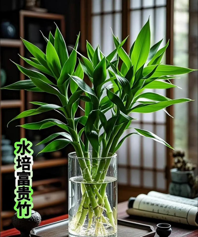 富贵竹栽培技术,轻松上手,美化家居环境 富贵竹栽培技术,轻松上手,美化家居环境