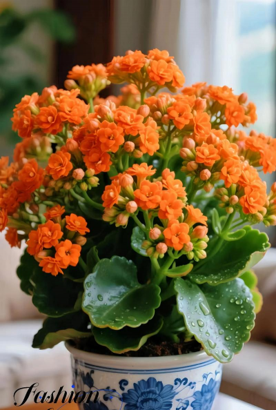 梦幻风车长寿花怎么养,掌握关键技巧,轻松爆盆开花 梦幻风车长寿花怎么养,掌握关键技巧,轻松爆盆开花