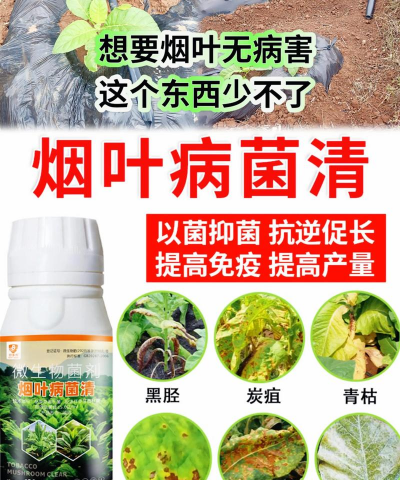 黄皮树煤烟防治,识别早期症状,采取有效方法 黄皮树煤烟防治,识别早期症状,采取有效方法