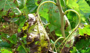 桑椹树病虫防治,常见问题识别,有效应对方法 桑椹树病虫防治,常见问题识别,有效应对方法