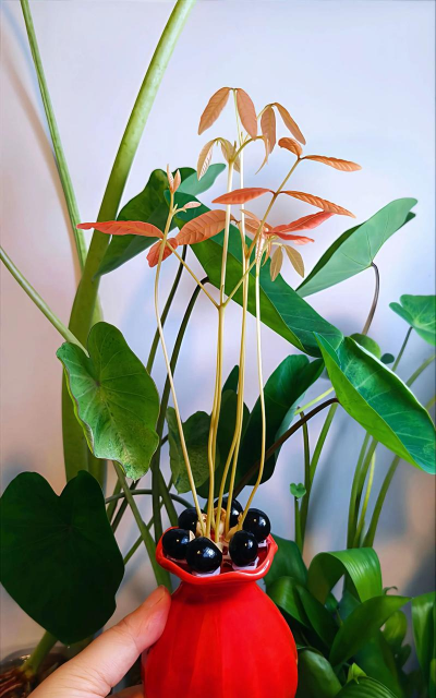 龙眼的栽培,选对品种,掌握关键技巧 龙眼的栽培,选对品种,掌握关键技巧