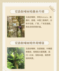 流苏树药物防治,常见病害识别,科学用药指南 流苏树药物防治,常见病害识别,科学用药指南