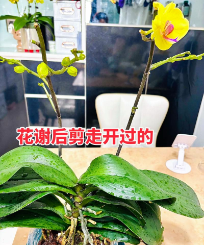 蝴蝶兰怎么养复花,掌握关键技巧,轻松实现二次开花 蝴蝶兰怎么养复花,掌握关键技巧,轻松实现二次开花